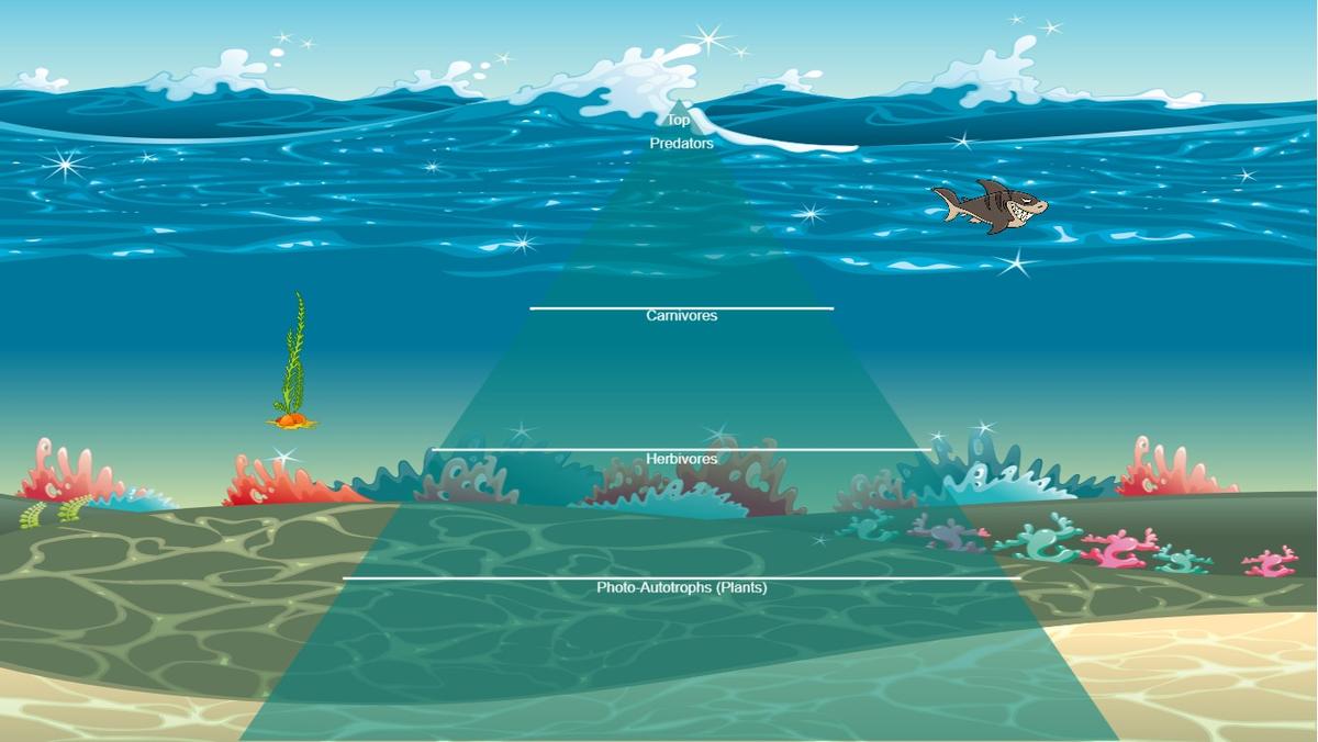Ocean Ecological Pyramid