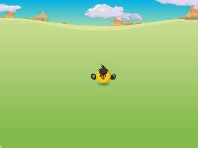 Bird Mayhem 1