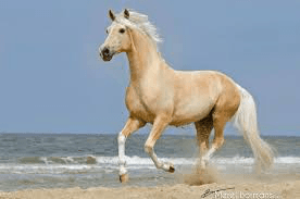 My horse Kentucky 1