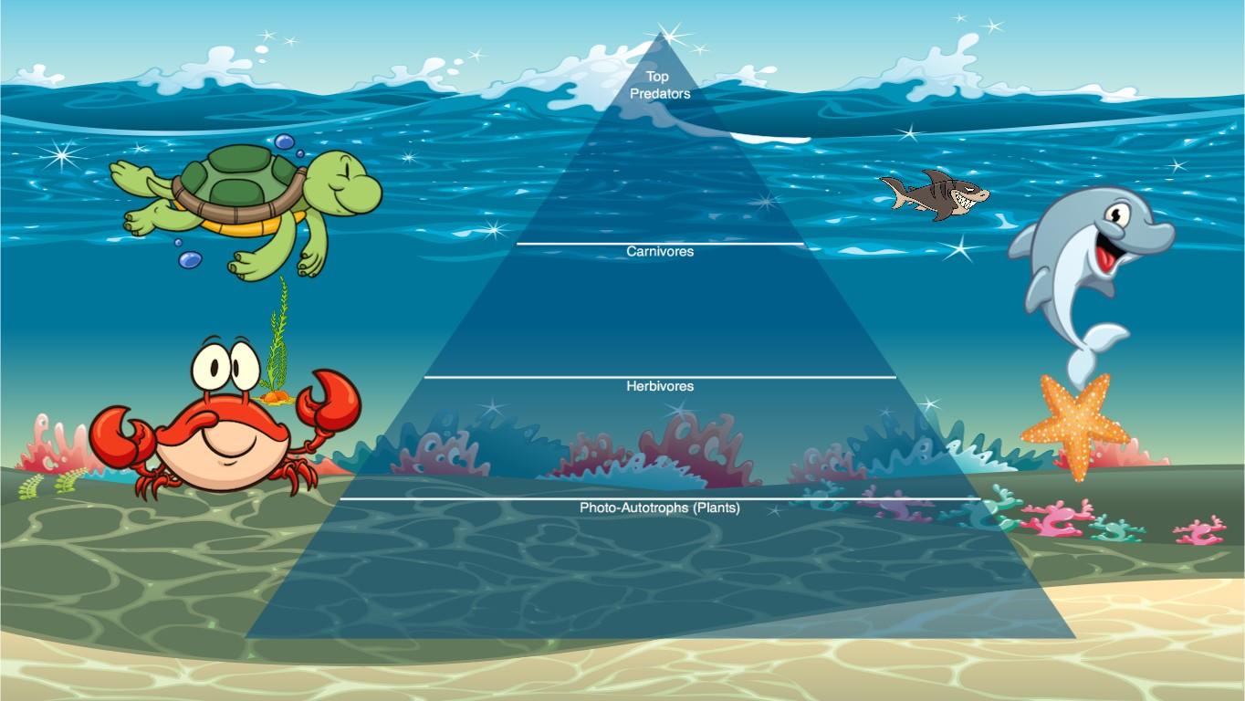 Ocean Ecological Pyramid