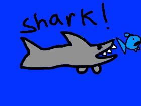 Shark 2 1