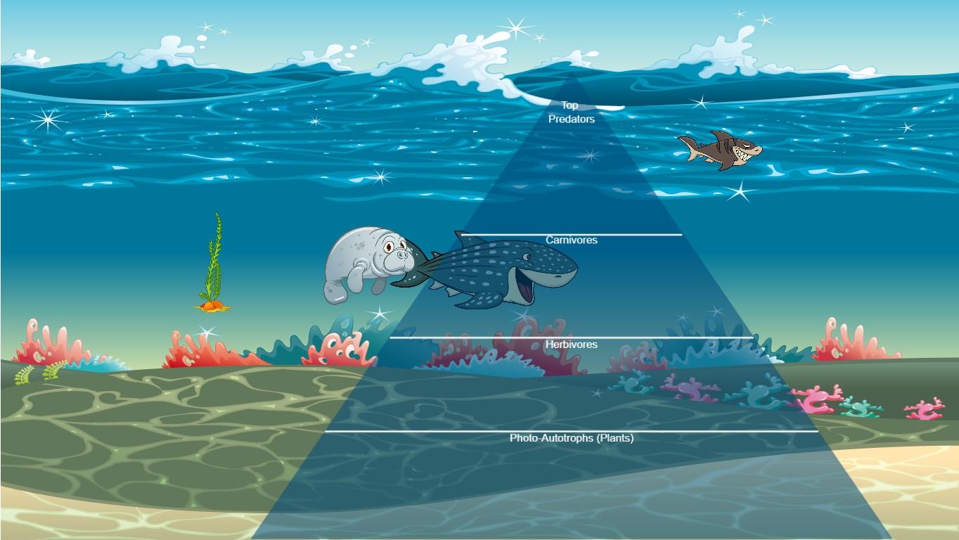 Ocean Ecological Pyramid