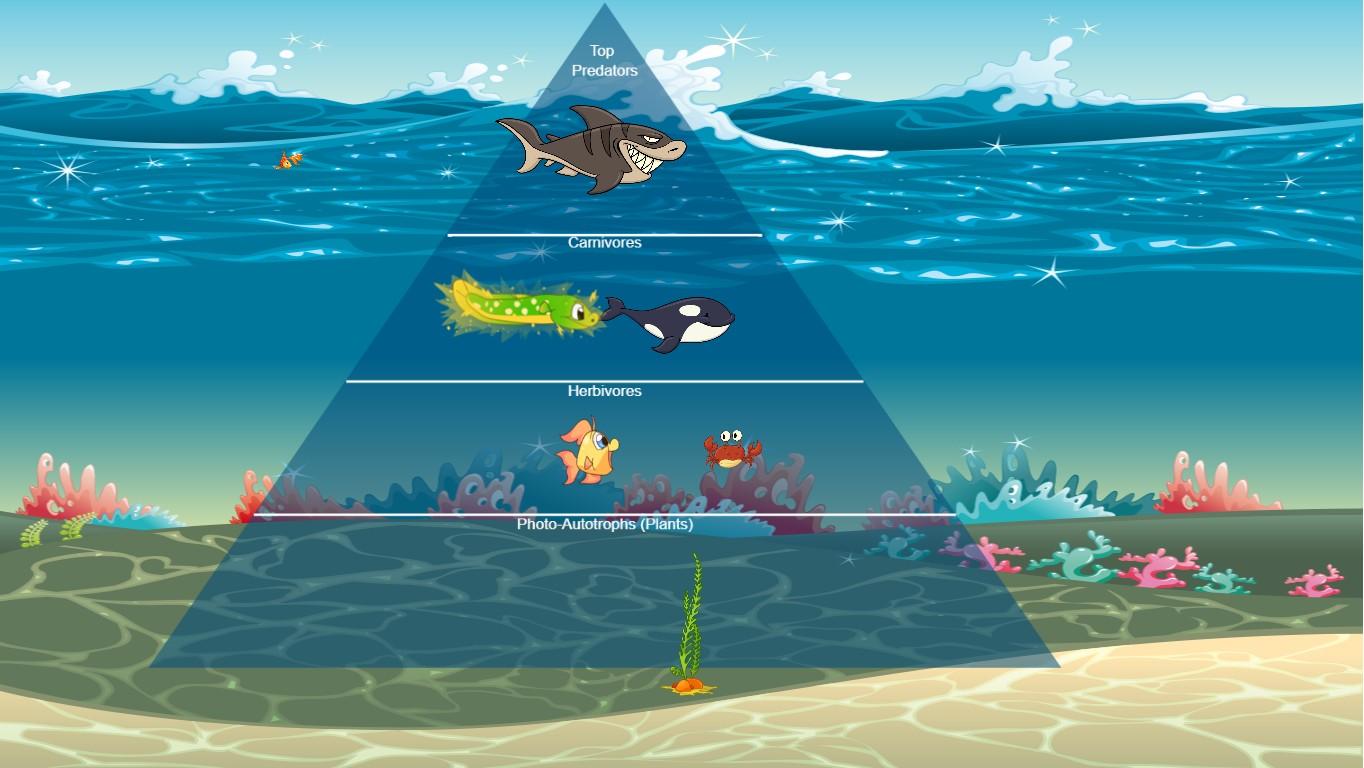 Ocean Ecological Pyramid