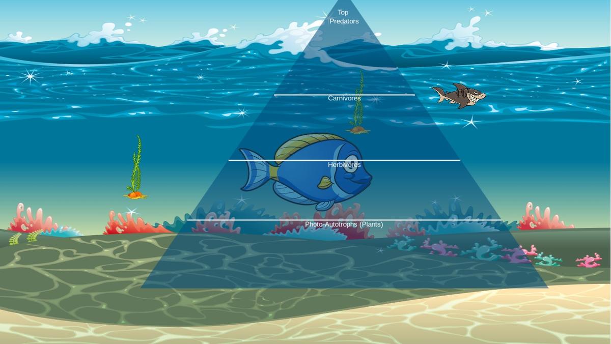 Ocean Ecological Pyramid