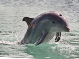 Dolfin