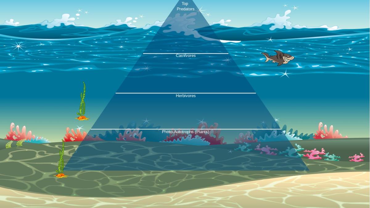 Ocean Ecological Pyramid