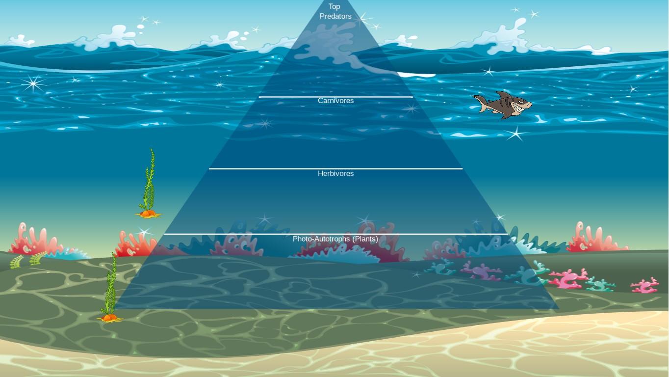 Ocean Ecological Pyramid