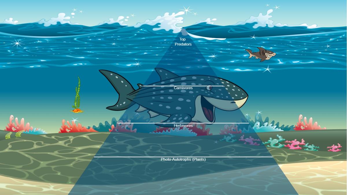 Ocean Ecological Pyramid