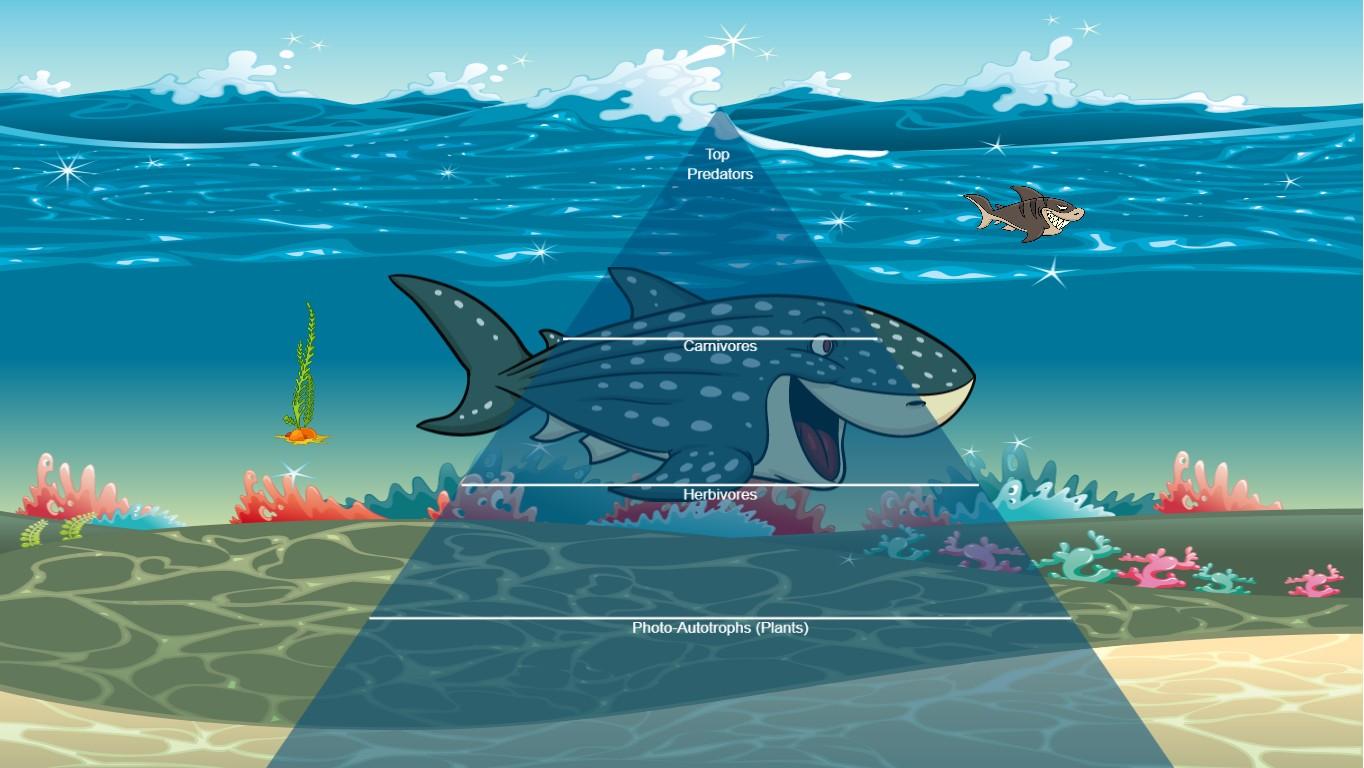 Ocean Ecological Pyramid