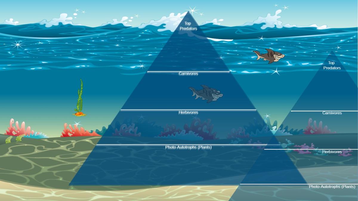 Ocean Ecological Pyramid