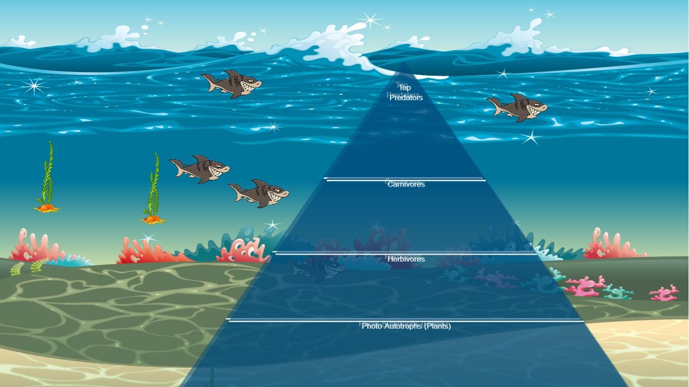 Ocean Ecological Pyramid