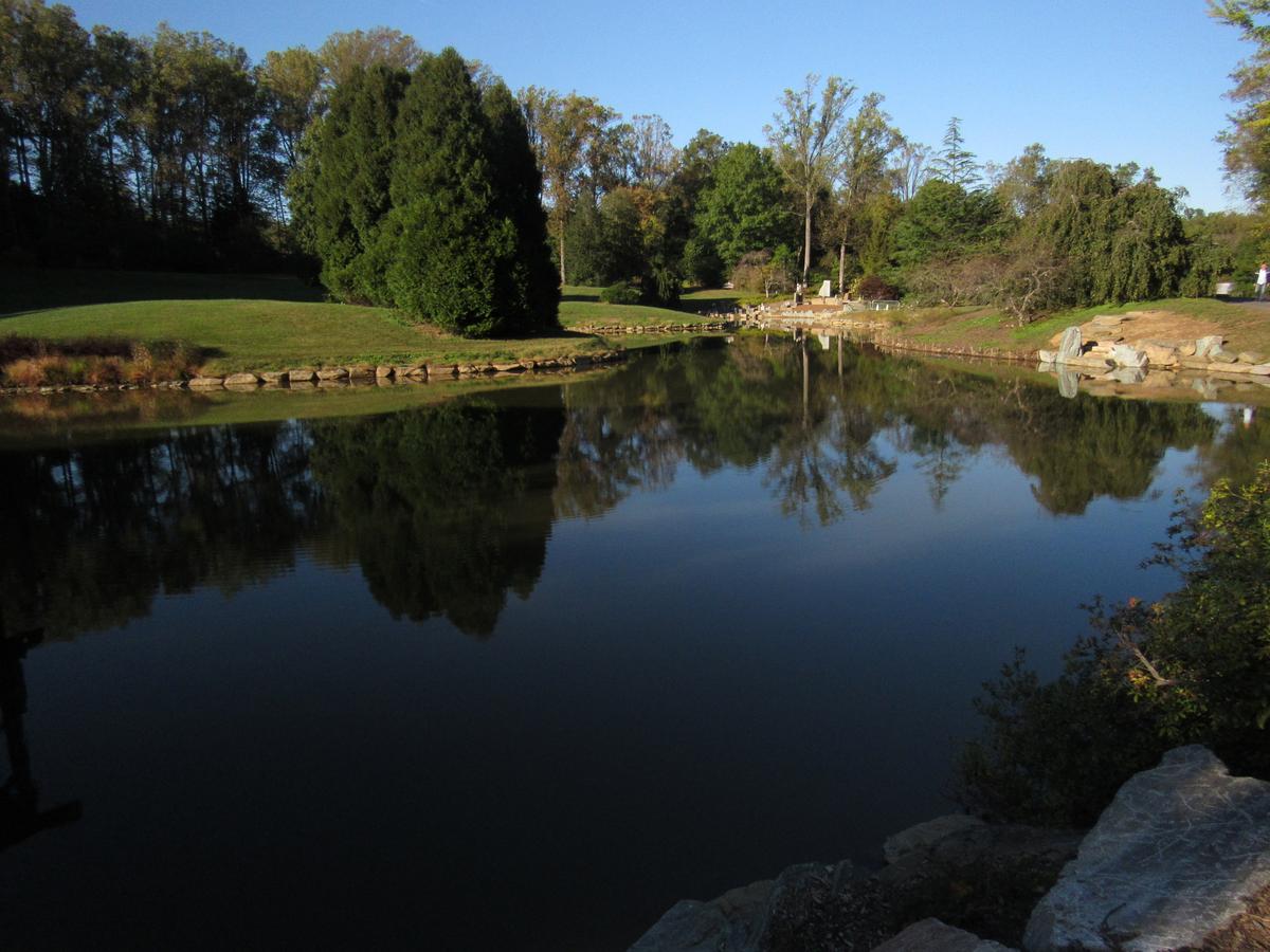 Codey at the pond.