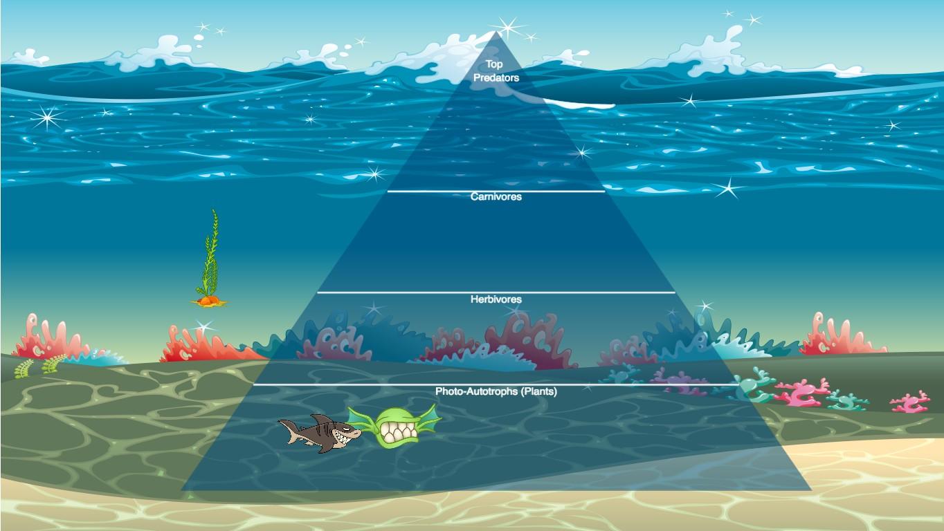 Ocean Ecological Pyramid
