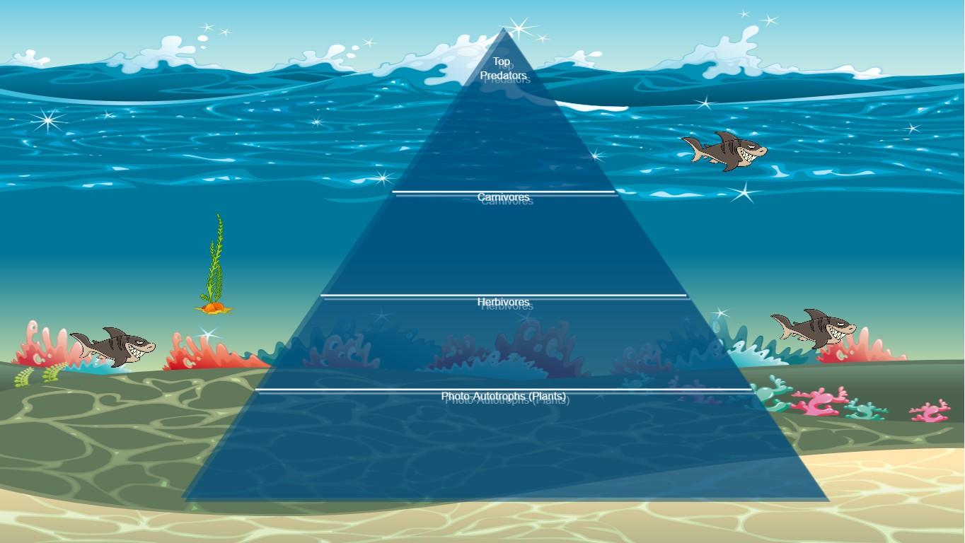 Ocean Ecological Pyramid