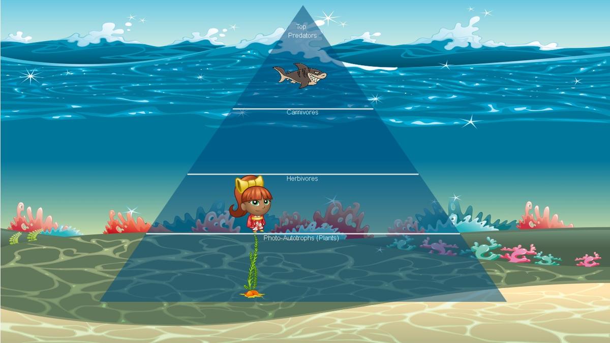 Ocean Ecological Pyramid