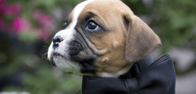 Puppy time fun