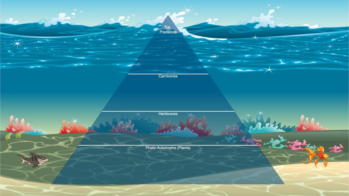 Ocean Ecological Pyramid