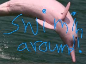 swimin delfinz!
