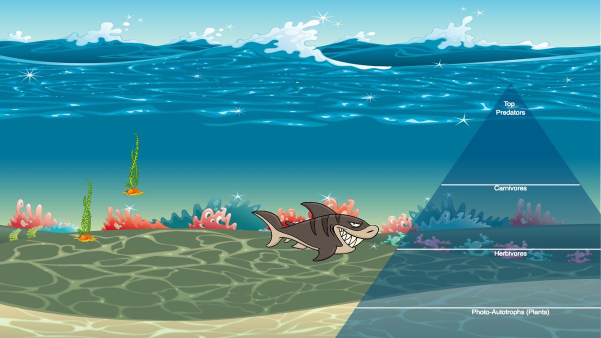 Ocean Ecological Pyramid