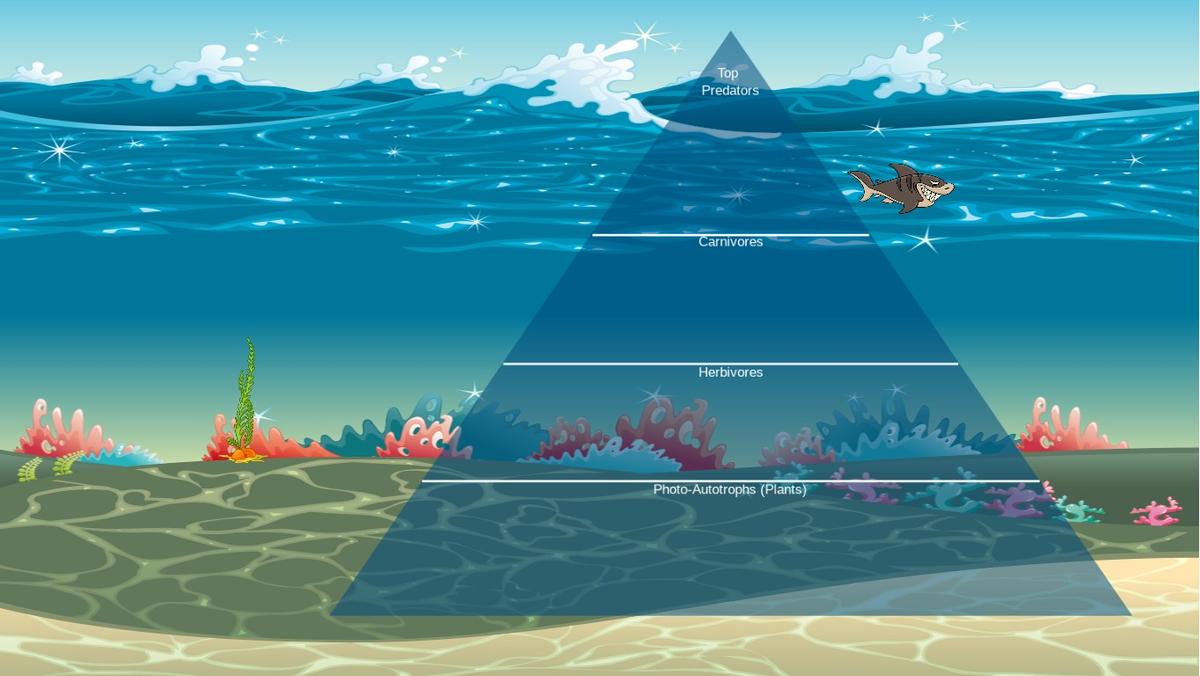 Ocean Ecological Pyramid