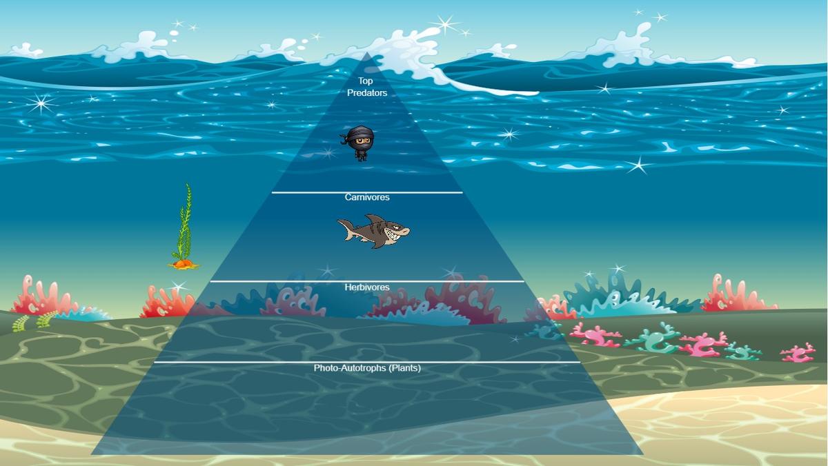 Ocean Ecological Pyramid