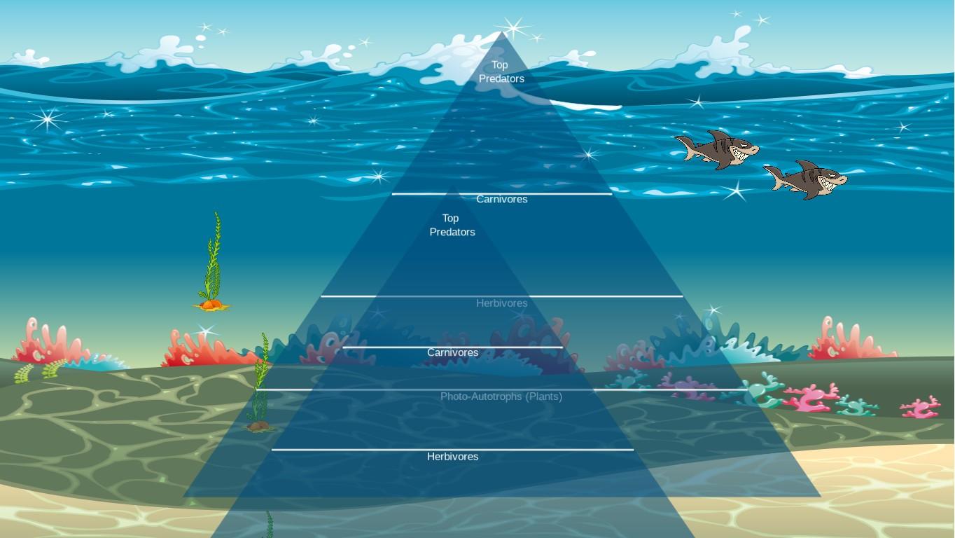 Ocean Ecological Pyramid