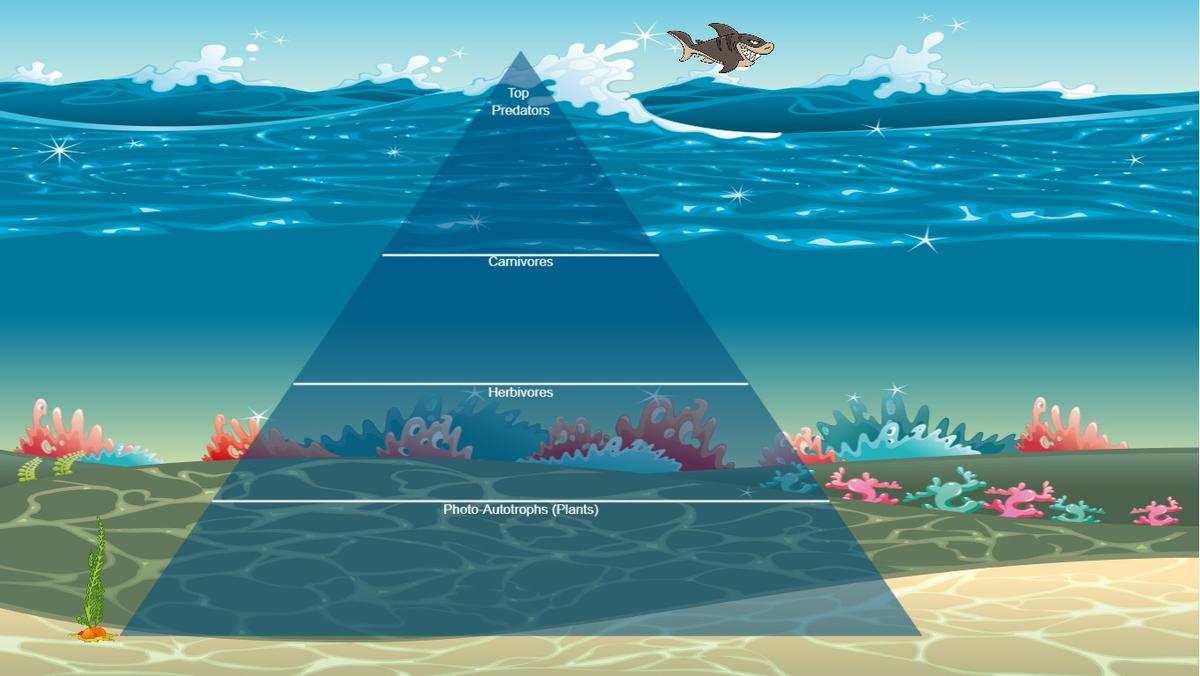 Ocean Ecological Pyramid