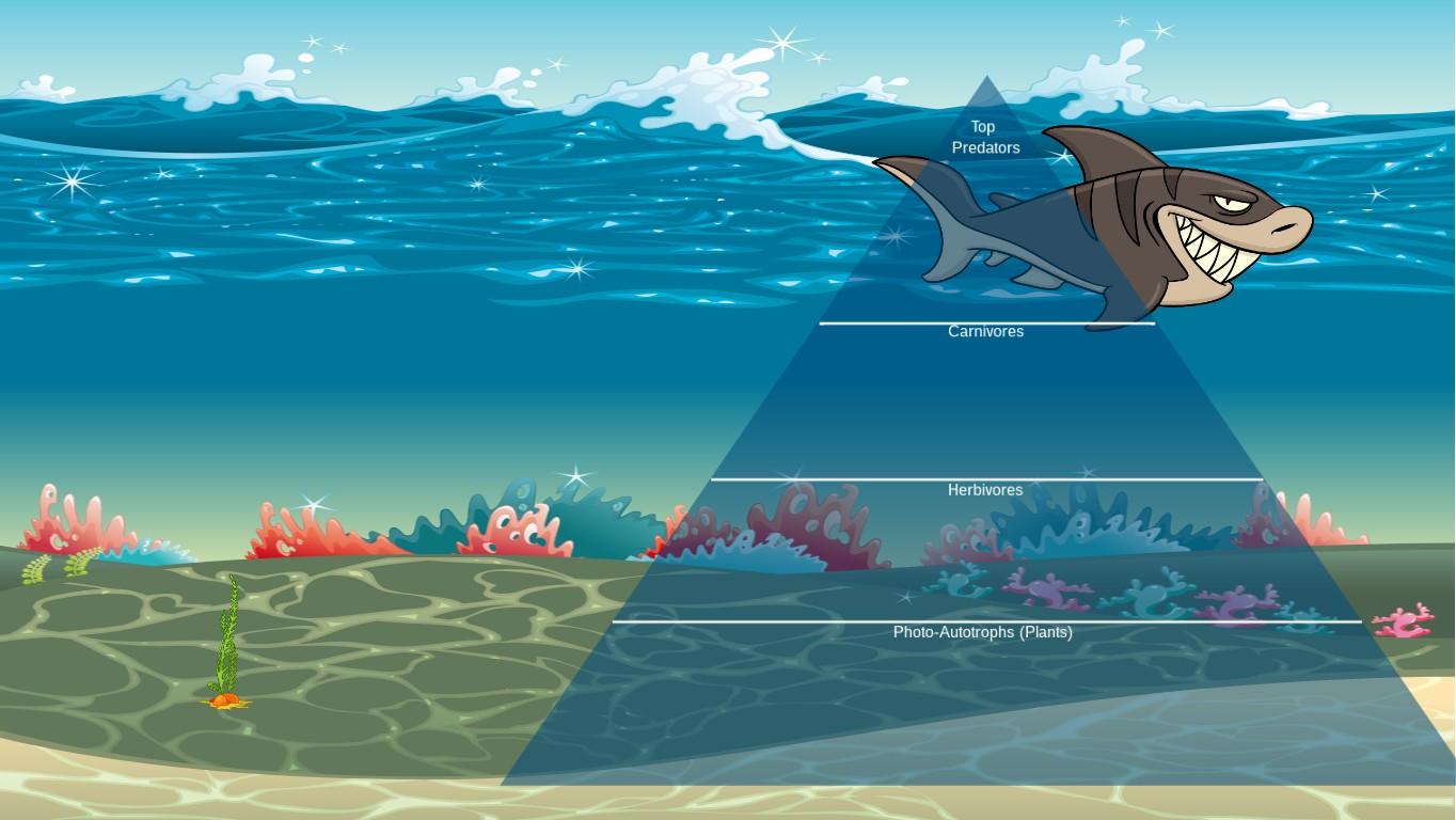 Ocean Ecological Pyramid
