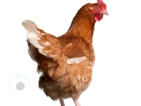 CHICKEN FEEDER hacked