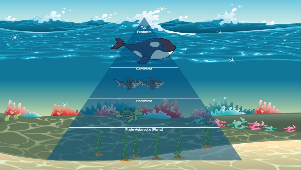 Ocean Ecological Pyramid