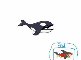 Orca game 1