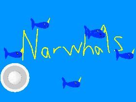narwhal magic