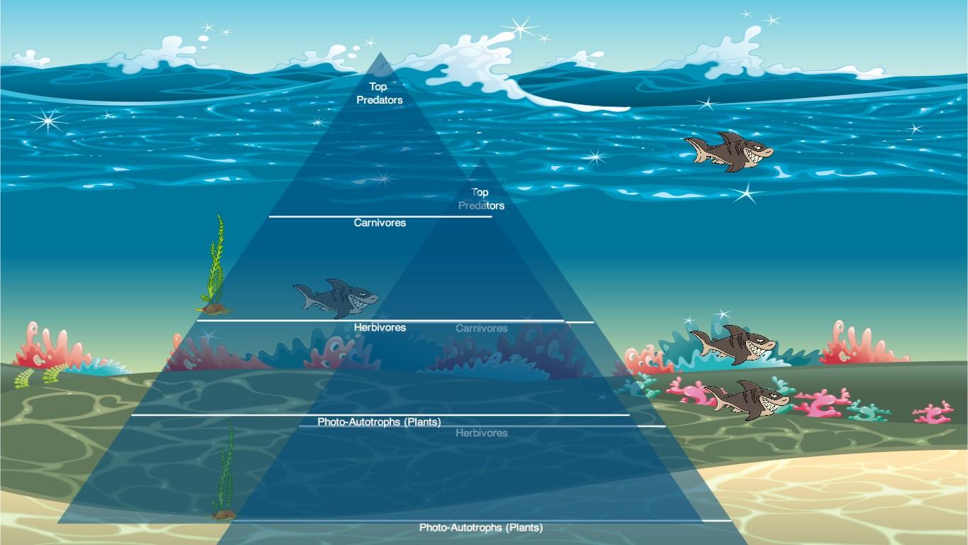 Ocean Ecological Pyramid