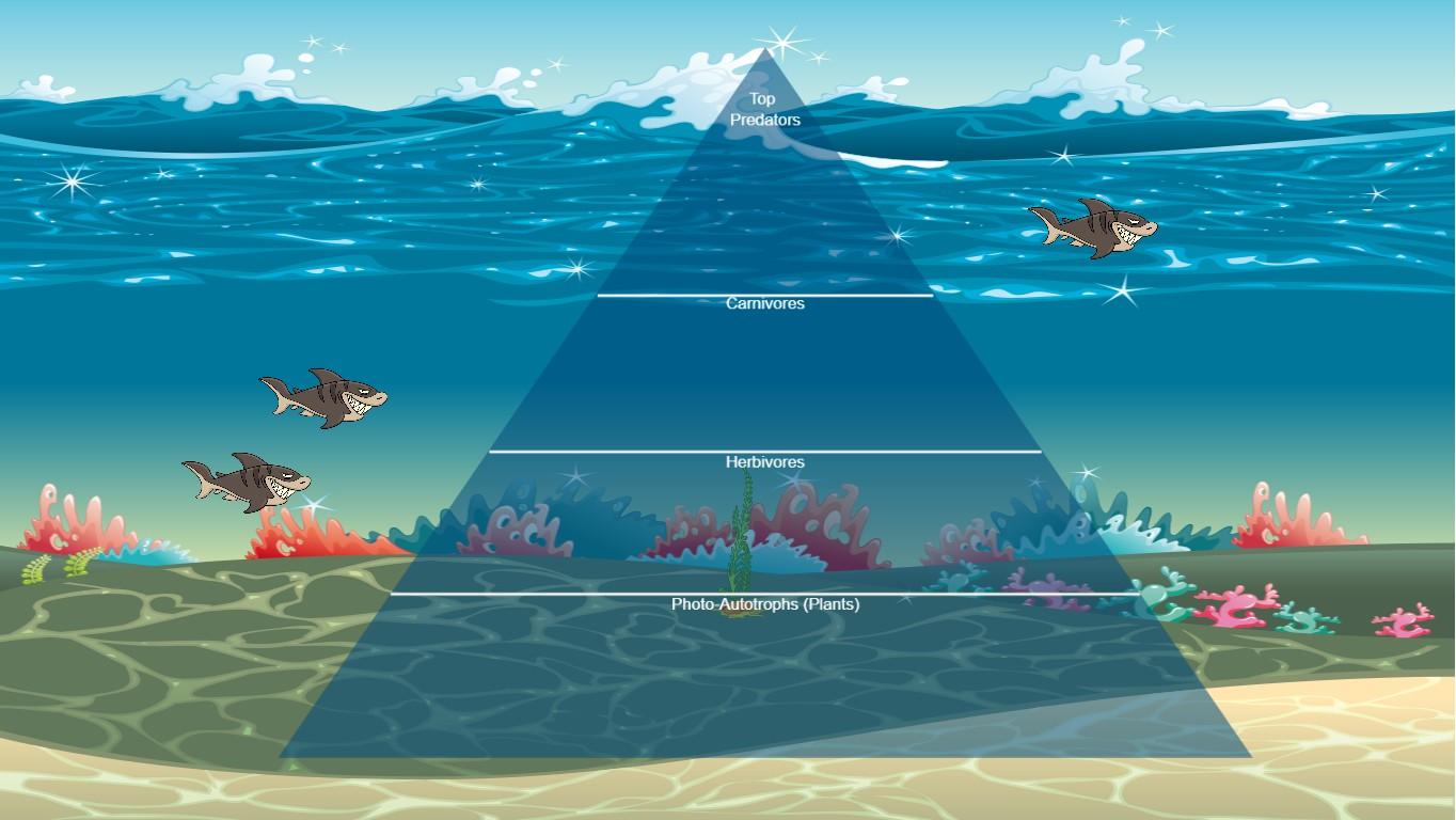 Ocean Ecological Pyramid