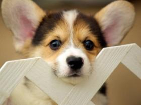 i <3 corgi’s