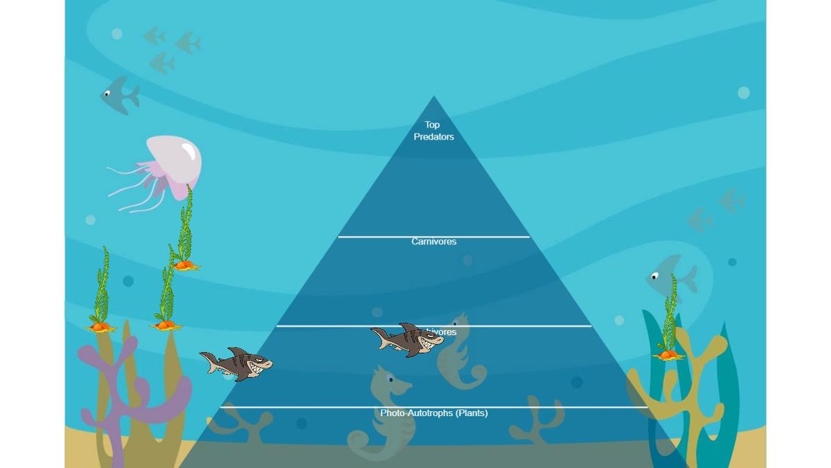 Ocean Ecological Pyramid