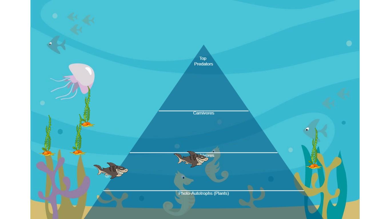 Ocean Ecological Pyramid