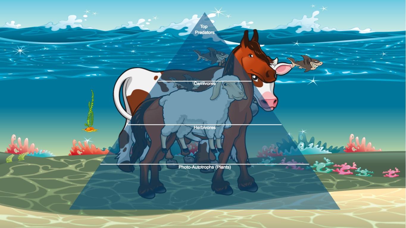 Ocean Ecological Pyramid