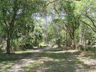 Sabal Palm grower