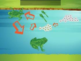 Life Cycle of a Frog