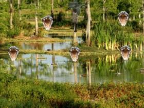 Alligator siege!