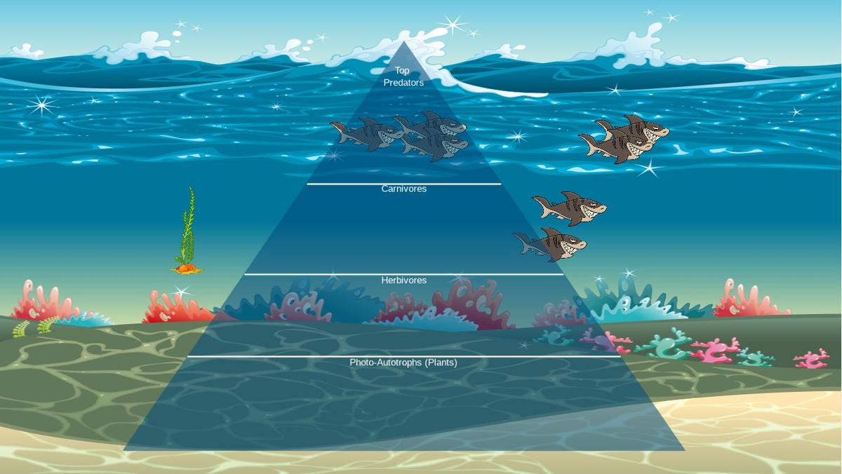 Ocean Ecological Pyramid