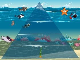 Ecological Pyramid 1