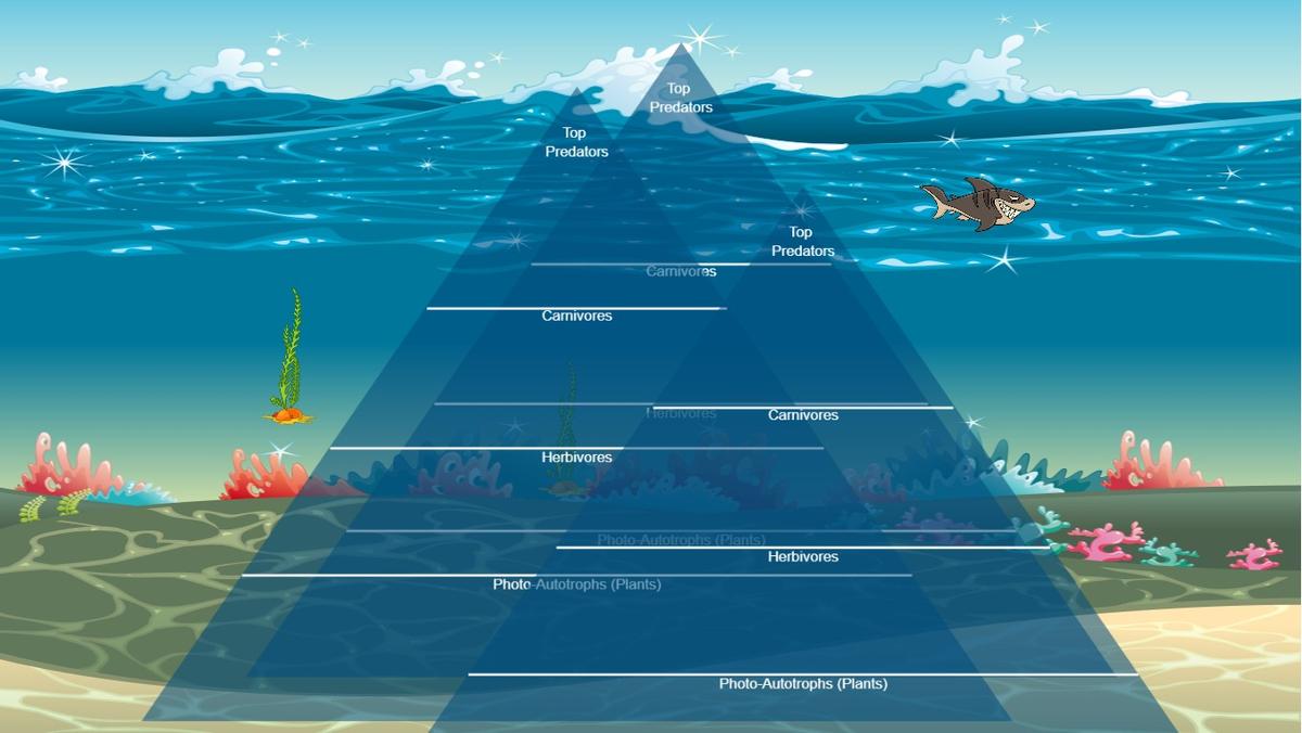 Ocean Ecological Pyramid