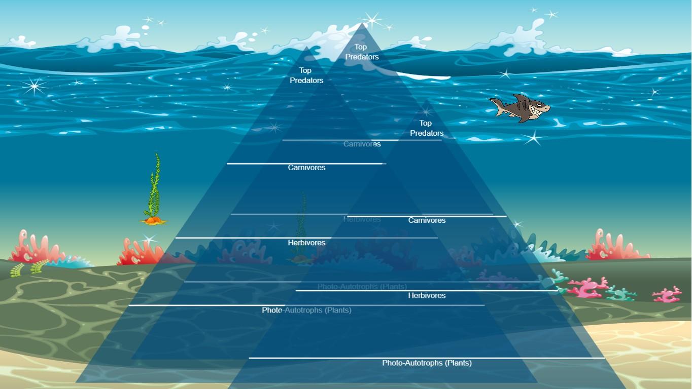 Ocean Ecological Pyramid