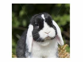 bunny clicer 1