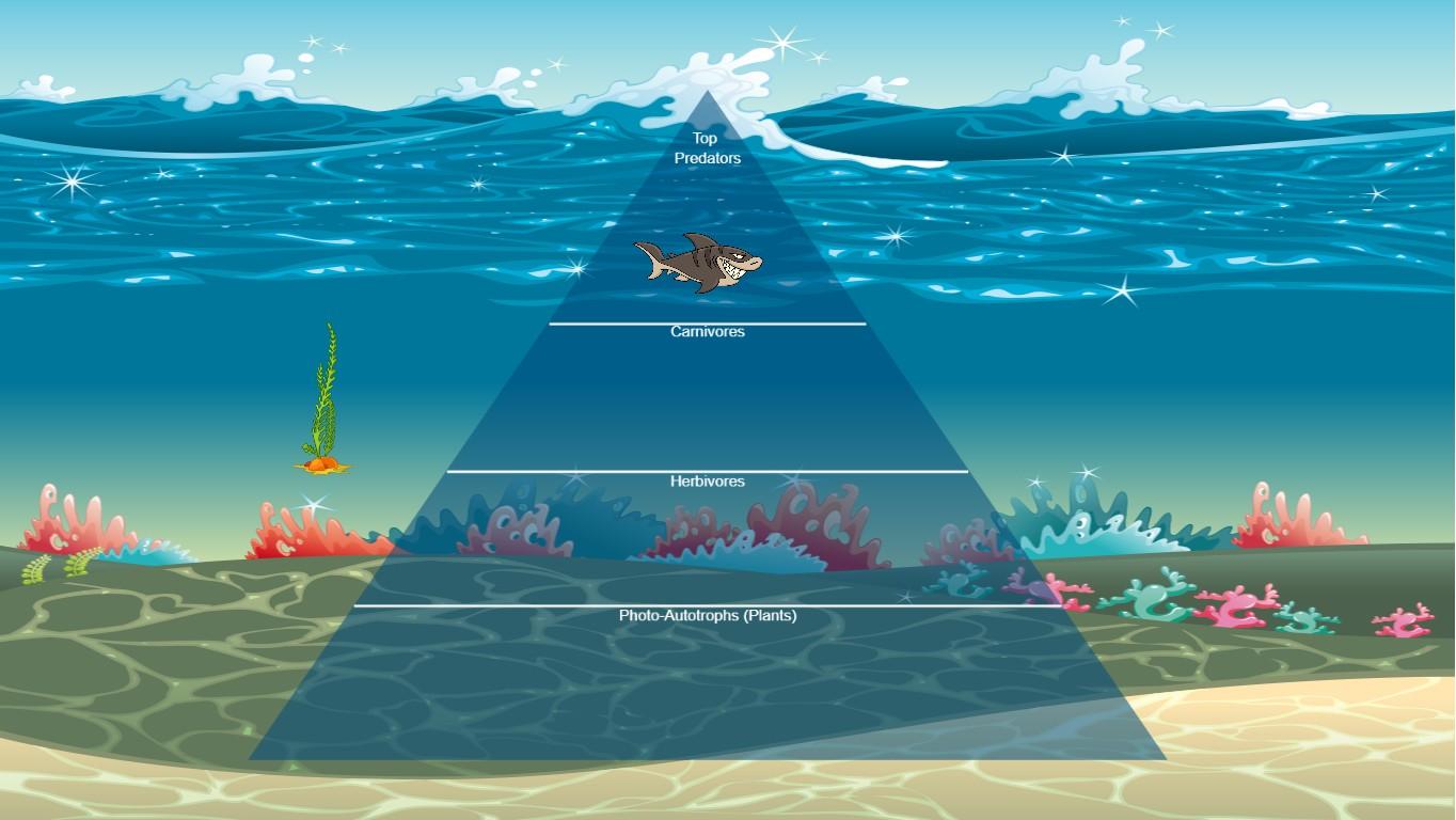 Ocean Ecological Pyramid