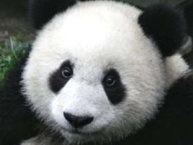 panda