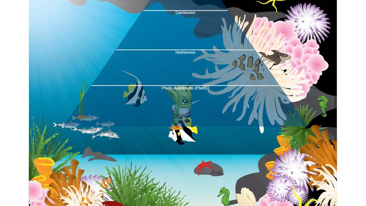 Ocean Ecological Pyramid