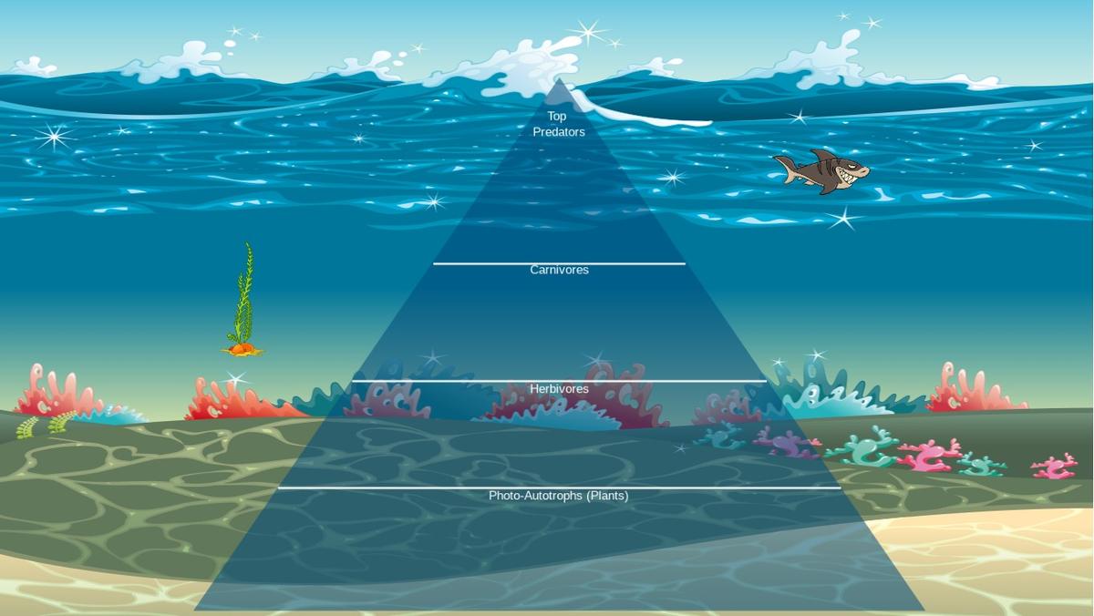 Ocean Ecological Pyramid